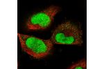 Immunofluorescent staining of human cell line U-251 MG shows localization to nucleus.
