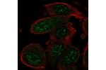 Immunofluorescent staining of human cell line PC-3 shows localization to nuclear speckles.