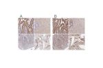 Immunohistochemical staining of human gastrointestinal, liver, skin and testis using Anti-MAVS antibody HPA053524 (A) shows similar protein distribution across tissues to independent antibody HPA049850 (B).