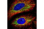 Immunofluorescent staining of human cell line HeLa shows localization to mitochondria.