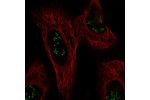 Immunofluorescent staining of human cell line U-2 OS shows localization to nucleoli fibrillar center.