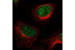 Immunofluorescent staining of human cell line U-2 OS shows localization to nucleoplasm.