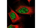 Immunofluorescent staining of human cell line U-2 OS shows localization to nuclear speckles.