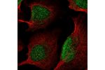 Immunofluorescent staining of human cell line U-2 OS shows localization to nucleus.