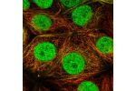Immunofluorescent staining of human cell line MCF7 shows localization to nucleus, nucleoli fibrillar center, microtubules & cytokinetic bridge.