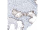 Immunohistochemical staining of human prostate shows strong nuclear positivity in glandular cells.