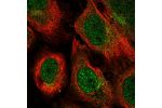 Immunofluorescent staining of human cell line U-2 OS shows localization to nucleoplasm & cytosol.