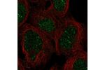 Immunofluorescent staining of human cell line HEK 293 shows localization to nucleus.
