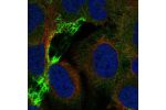Immunofluorescent staining of human cell line U-2 OS shows localization to plasma membrane & focal adhesion sites.
