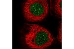 Immunofluorescent staining of human cell line A-431 shows localization to nuclear bodies.
