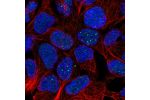Immunofluorescent staining of human cell line HEK 293 shows localization to nuclear bodies.