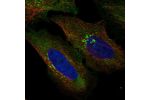 Immunofluorescent staining of human cell line U-2 OS shows localization to the Golgi apparatus.