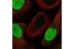 Immunofluorescent staining of human cell line U-2 OS shows localization to nucleus.