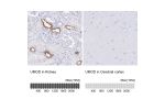 Immunohistochemistry analysis in human kidney and cerebral cortex tissues using HPA054721 antibody. Corresponding UMOD RNA-seq data are presented for the same tissues.