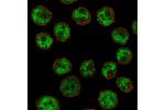 Immunofluorescent staining of human cell line HEL shows localization to nucleoplasm & cytosol.