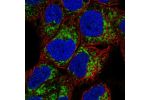 Immunofluorescent staining of human cell line RT4 shows localization to mitochondria.