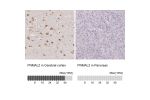 Immunohistochemistry analysis in human cerebral cortex and pancreas tissues using Anti-PNMAL2 antibody. Corresponding PNMAL2 RNA-seq data are presented for the same tissues.