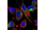 Immunofluorescent staining of human cell line U-251 MG shows localization to cytosol.