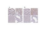 Immunohistochemical staining of human colon, kidney, liver and testis using Anti-RBL1 antibody HPA054962 (A) shows similar protein distribution across tissues to independent antibody HPA056525 (B).