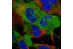Immunofluorescent staining of human cell line U-251 MG shows localization to plasma membrane & vesicles.