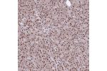 Immunohistochemical staining of human pancreas shows strong nuclear positivity in exocrine glandular cells.
