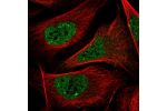 Immunofluorescent staining of human cell line U-2 OS shows localization to nucleoplasm & nuclear bodies.