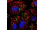 Immunofluorescent staining of human cell line A549 shows localization to nucleoplasm & lipid droplets.