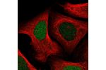 Immunofluorescent staining of human cell line U-2 OS shows localization to nucleus.