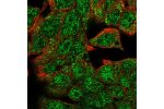 Immunofluorescent staining of human cell line Hep G2 shows localization to nucleoplasm & mitochondria.
