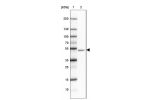 Lane 1: Marker [kDa] 250, 130, 100, 70, 55, 35, 25, 15, 10Lane 2: Human Cerebral Cortex tissue