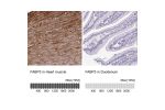 Immunohistochemistry analysis in human heart muscle and duodenum tissues using Anti-FABP3 antibody. Corresponding FABP3 RNA-seq data are presented for the same tissues.
