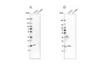 Western blot analysis using Anti-POLR2H antibody HPA055813 (A) shows similar pattern to independent antibody HPA037745 (B).