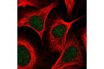 Immunofluorescent staining of human cell line U-2 OS shows localization to nucleus.
