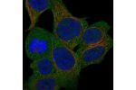 Immunofluorescent staining of human cell line HAP1 shows localization to plasma membrane.