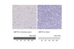 Immunohistochemistry analysis in human cerebral cortex and tonsil tissues using HPA056191 antibody. Corresponding HMP19 RNA-seq data are presented for the same tissues.