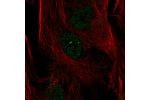 Immunofluorescent staining of human cell line BJ shows localization to nucleoplasm & nuclear bodies.
