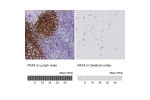 Immunohistochemistry analysis in human lymph node and cerebral cortex tissues using HPA056394 antibody. Corresponding PAX5 RNA-seq data are presented for the same tissues.