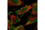 Immunofluorescent staining of human cell line U-251 MG shows localization to nucleoplasm, plasma membrane & cytosol.