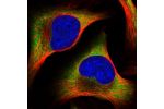 Immunofluorescent staining of human cell line U-2 OS shows localization to cytosol.