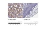 Immunohistochemistry analysis in human kidney and skin tissues using HPA056505 antibody. Corresponding FCAMR RNA-seq data are presented for the same tissues.