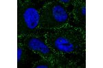 Immunofluorescent staining of human cell line U-251 MG shows localization to vesicles.