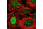 Immunofluorescent staining of human cell line HeLa shows localization to nucleus & cytokinetic bridge.