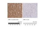 Immunohistochemistry analysis in human cerebral cortex and pancreas tissues using Anti-DBN1 antibody. Corresponding DBN1 RNA-seq data are presented for the same tissues.