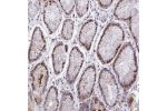Immunohistochemical staining of human stomach shows strong nuclear positivity in glandular cells.