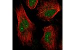 Immunofluorescent staining of human cell line U-251 MG shows localization to nucleus, nucleoli fibrillar center & microtubules.