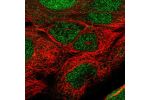 Immunofluorescent staining of human cell line CACO-2 shows localization to nucleus.