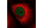 Immunofluorescent staining of human cell line A-431 shows localization to nucleoplasm & cytoplasmic bodies.
