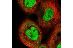 Immunofluorescent staining of human cell line A-431 shows localization to nucleoplasm & cytosol.