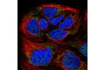Immunofluorescent staining of human cell line CACO-2 shows localization to nucleoplasm & mitochondria.