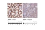 Immunohistochemistry analysis in human kidney and pancreas tissues using Anti-ATP5F1 antibody. Corresponding ATP5F1 RNA-seq data are presented for the same tissues.